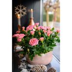 NANDİNA BOTANİK Canlı Yediveren Açık Pembe Bodur Gül Fidanı (salon Gülü)