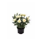 NANDİNA BOTANİK Canlı Yediveren Bodur Beyaz Gül Fidanı (salon Gülü)