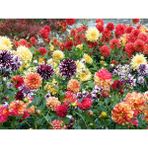 Nandina Botanik Yıldız Çiçeği Soğanı ( Dahlıa Yumrusu) 5 Adet Ebuli Karışık - 1