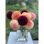 Nandina Botanik Yıldız Çiçeği Soğanı ( Dahlıa Yumrusu) 5 Adet Ponpon Karışık - 1