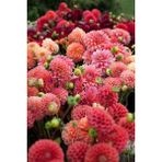 Nandina Botanik Yıldız Çiçeği Soğanı ( Dahlıa Yumrusu) 5 Adet Somon - 1