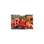 Nandina Botanik Yıldız Çiçeği Soğanı ( Dahlıa Yumrusu) 6 Adet Turuncu Karışık - 1