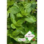 Nane Tohumu ( Fresh) 100 Adet