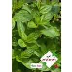 Nane Tohumu Kokulu Nane Tohum Aromalı Nane Tohum -Adet Seçiniz 4 Paket 400 Adet