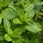 NANE Tohumu Yerli Mentha 100 adet