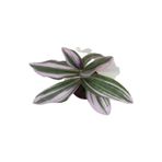Nanouk Telgraf Çiçeği 10-20 Cm Tradescantia Nanouk