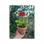Nar Kırmızı Sardunya Çiçeği Fidesi 10-20 Cm