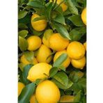 Narenciye Fidan Seti (Kumkuat Limon Portakal)