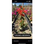 NARENCİYE FİDANIM TURUNCU SERILICI BEGONVİL ÇİÇEĞİ 2-3 YAŞ 80-110CM