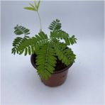 Narin Küstüm Çiçeği Fidanı 10-20 cm