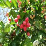 Natal Eriği Tohumu (3 tohum)