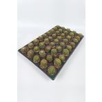 Natocactus Ubelmanianus Kaktüsü TOPTAN 45 Adet (1 Viyol 5.5 cm Saksıda)