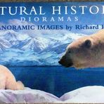 Natural History Dioramas