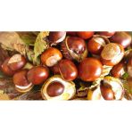 Naturalköyürünleri Fesmina At Kestanesi Yağı 20 Ml