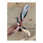 nazlı çiçekçilik calathea triostar dua çiçeği