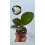 nazlı çiçekçilik Hoya Australis Blondie mum çiçeği Fide 5,5lik Saksıda