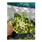 nazlı çiçekçilik Mini Kalanşo Çiçeği beyaz renk 5,5cm Saksılı