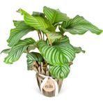 Nema Bahçe Calathea Orbifolia ( Dua Çiçeği )