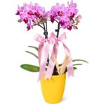 Nema Bahçe Midi Orkide - Sarı Lily Pembe Orkide