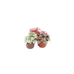 Nemesia çiçek evi Fittonia, Fittonya Çiçeği Fidanı 3 Adet 10-20 cm