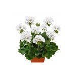 Nemesia çiçek evi Saksılı Sardunya Çiçeği Fidanı Beyaz 10-20 cm