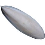 NEOPERL Kalamar Kemiği Mürekkep Balığı Kemiği 10-12 cm