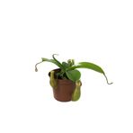 Nepenthes Alata (Su İbriği Bitkisi) Ø8,5 CM Y10-15 CM
