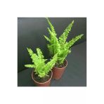 Nephrolepis Aşk Merdiveni Çiçeği Fidanı 10-20 Cm