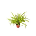 Nephrolepsis Fujer - Aşk Merdiveni - Ev Ofis Salon Iç Mekan Bitkisi - Ø:12 Cm - H:30 Cm