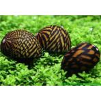 Nerite Salyangoz Tiger 1 Adet 1-3 Cm