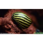 Nerite Salyangoz Zebra 1 Adet iri Boy