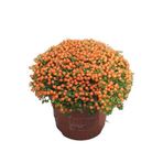 Nertera Granadensis 'orange' Mercan Boncuğu
