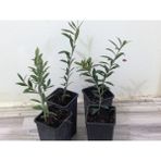 Net Tarım 100 Adet Ispanyol Arbequina Bodur Zeytin Fidanı 1 Yaşlı 30-60 cm