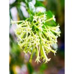 Net Tarım Cestrum Nocturnum Kolonya Çiçeği Gece Yasemini Melisa Çiçeği Fidanı 30-50 cm
