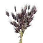 Netten Evime Kuru Çiçek Doğal GRİ LİLA Pamuk Otu 10gram 1. Kalite Şoklanmış Bozulmaz