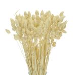 Netten Evime Kuru Çiçek Doğal Kuş Otu Krem Renk 40-50gram 1. Kalite Şoklanmış Bozulmaz