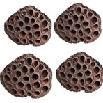 Netten Evime Succulent Lotus Plant Gerçek Lotus Çiçeği Kuru Çiçek 4 ADET