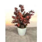 Netten Evime Yapay Çiçek Beyaz Saksıda Okaliptus Şimşir Demeti Pudralı Pastel Bordo Dekoratif Yapay Bitki