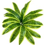 Netten Evime Yapay Çiçek Dracaena Massengena Yaprağı Demeti 11 Yapraklı 40*50cm Dik Duvar Çiçeği Yapay Bitki