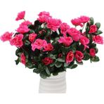 Netten Evime Yapay Çiçek Fuşya Pembe Açelya Demeti 7 Dallı 33*20cm