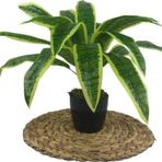 Netten Evime Yapay Çiçek Masengena Sansevieria 12 Dal 40*50cm Salon Çiçeği Plastik Siyah Saksılı Yapay Bitki