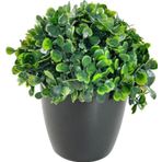 Netten Evime Yapay Çiçek Şimşir Bonus 19*17cm Yapay Bitki Siyah Plastik Saksılı Dekoratif Süs Çiçeği