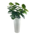 Netten Evime Yapay Monstera Beyaz Uzun Kumsal Vazoda 120cm 36Yaprak