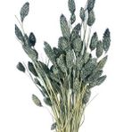 Nettenevime Kuru Çiçek Doğal Kuş Otu Gri Renk 40-50Gram 1. Kalite Şoklanmış Bozulmaz
