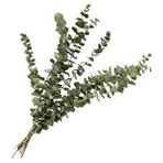 Nettenevime Şoklanmış Okaliptus Stabilize Kuru Çiçek Yeşil 50 Gram Renksiz