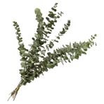 nettenevime Şoklanmış Okaliptus Stabilize Kuru Çiçek Yeşil 50 Gram
