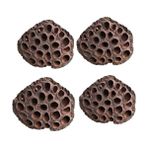 Nettenevime Succulent Lotus Plant Gerçek Lotus Çiçeği Kuru Çiçek 4 Adet - Açık Kahverengi