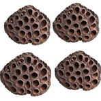 Nettenevime Succulent Lotus Plant Gerçek Lotus Çiçeği Kuru Çiçek 4 Adet