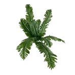 nettenevime Yapay Çiçek 12 Yaprak Cycas Aşk Merdiveni Eğrelti Otu Sıkas Bitkisi 45*50cm Yapay Bitki