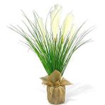 Nettenevime Yapay Çiçek Beyaz Püskül Grass Keten Saksılı Panpas 80*40cm Saz